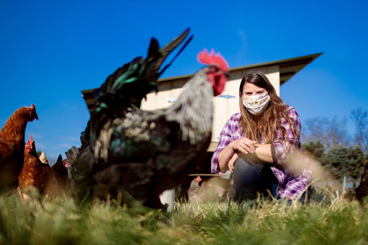 Liz Wagner, owner-operator of Crooked Row Farm, feeds the chickens at the farm in Orefield on Friday, November 20, 2020.<br><a href="https://filesource.amperwave.net/commonwealthofpa/photo/18325_AGRIC_Farm_Show_NK_003.jpg" target="_blank">⇣ Download Photo</a>