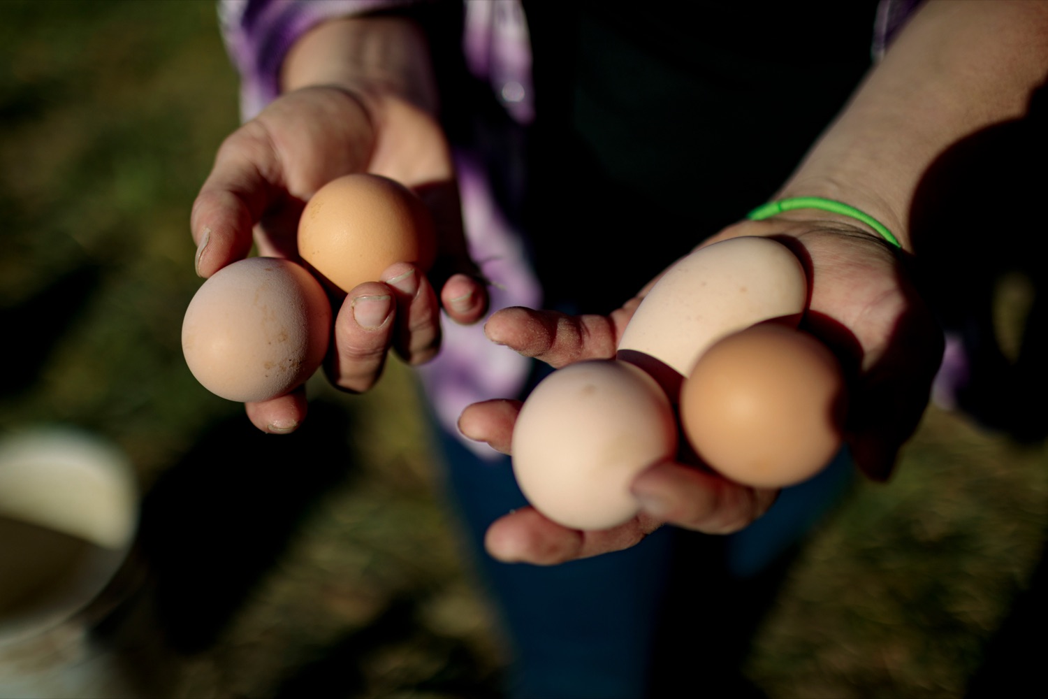 Liz Wagner, owner-operator of Crooked Row Farm, gathers eggs at the farm in Orefield on Friday, November 20, 2020.<br><a href="https://filesource.amperwave.net/commonwealthofpa/photo/18325_AGRIC_Farm_Show_NK_008.jpg" target="_blank">⇣ Download Photo</a>