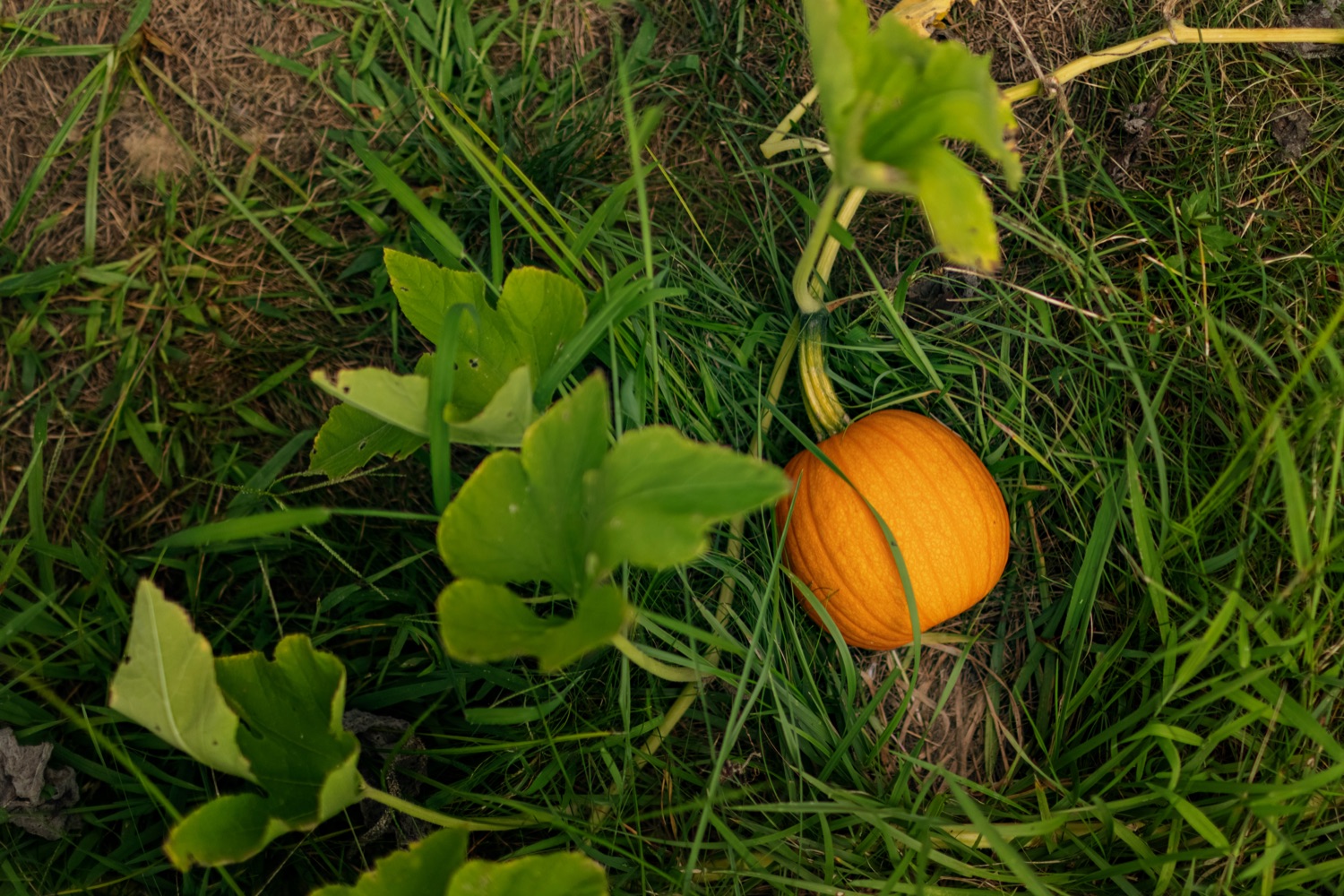 A pumpkin is pictured at Hill Top Academy in Mechanicsburg on Friday, August 27, 2021.<br><a href="https://filesource.amperwave.net/commonwealthofpa/photo/19054_AGRIC_FarmToSchool_NK_007.jpg" target="_blank">⇣ Download Photo</a>