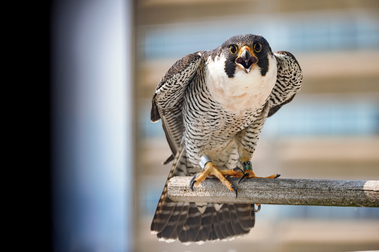 Female 09/BS peregrine falcon watches for her babies to be returned outside the Rachel Carson State Office Building on Wednesday, June 7, 2023. Banding the falcons allows biologists and birdwatchers from all over the continent to track the birds and help us learn more about where they travel, how long theyve lived, and whether they'll establish new nests in other places. Falcons born on the ledge at the Rachel Carson building have been tracked to locations from Florida all the way to Canada.<br><a href="https://filesource.amperwave.net/commonwealthofpa/photo/23186_DEP_FalconBanding_NK_003.jpg" target="_blank">⇣ Download Photo</a>