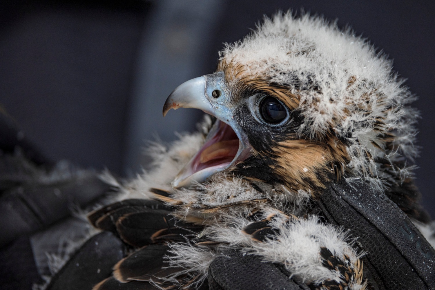 A peregrine falcon nestling is pictured during its health examination inside the Rachel Carson State Office Building on Wednesday, June 7, 2023. Banding the falcons allows biologists and birdwatchers from all over the continent to track the birds and help us learn more about where they travel, how long theyve lived, and whether they'll establish new nests in other places. Falcons born on the ledge at the Rachel Carson building have been tracked to locations from Florida all the way to Canada.<br><a href="https://filesource.amperwave.net/commonwealthofpa/photo/23186_DEP_FalconBanding_NK_004.jpg" target="_blank">⇣ Download Photo</a>