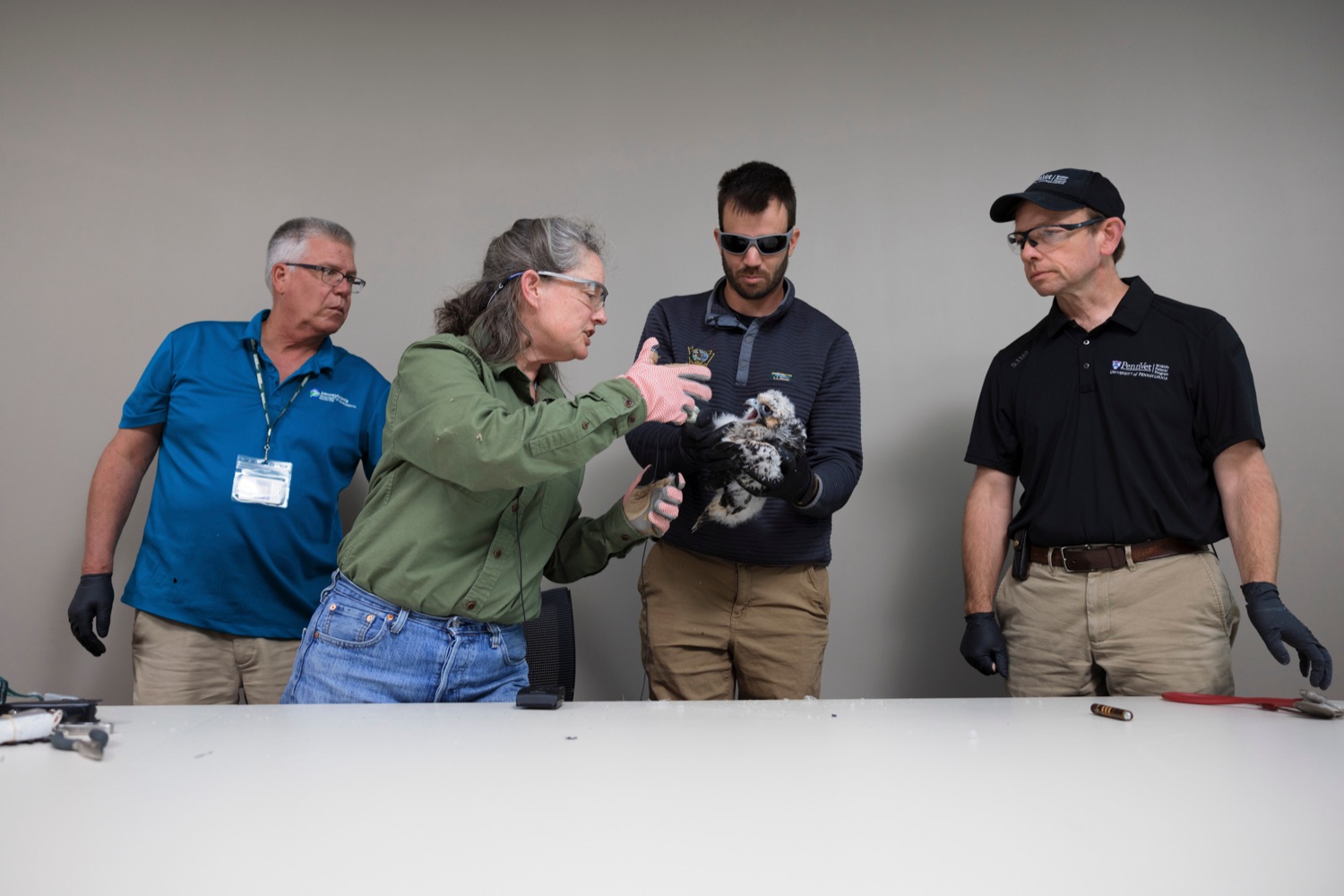 Bert Myers, Director of Environmental Education for PA Dept. of Environmental Protection, left, Patti Barber, Endangered Bird Specialist with the PA Game Commission, center left, University of Pennsylvania School of Veterinary Medicines Ian Gereg, wildlife health technician, center right, and Scott Larson, wildlife veterinarian, check the health of a peregrine falcon nestling inside the Rachel Carson State Office Building on Wednesday, June 7, 2023. Banding the falcons allows biologists and birdwatchers from all over the continent to track the birds and help us learn more about where they travel, how long theyve lived, and whether they'll establish new nests in other places. Falcons born on the ledge at the Rachel Carson building have been tracked to locations from Florida all the way to Canada.<br><a href="https://filesource.amperwave.net/commonwealthofpa/photo/23186_DEP_FalconBanding_NK_007.jpg" target="_blank">⇣ Download Photo</a>