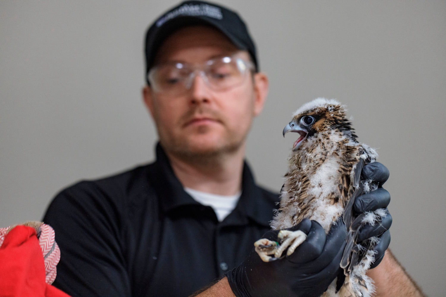 Pennsylvania School of Veterinary Medicines Ian Gereg, wildlife health technician, holds up a peregrine falcon nestling inside the Rachel Carson State Office Building on Wednesday, June 7, 2023. Banding the falcons allows biologists and birdwatchers from all over the continent to track the birds and help us learn more about where they travel, how long theyve lived, and whether they'll establish new nests in other places. Falcons born on the ledge at the Rachel Carson building have been tracked to locations from Florida all the way to Canada.<br><a href="https://filesource.amperwave.net/commonwealthofpa/photo/23186_DEP_FalconBanding_NK_008.jpg" target="_blank">⇣ Download Photo</a>