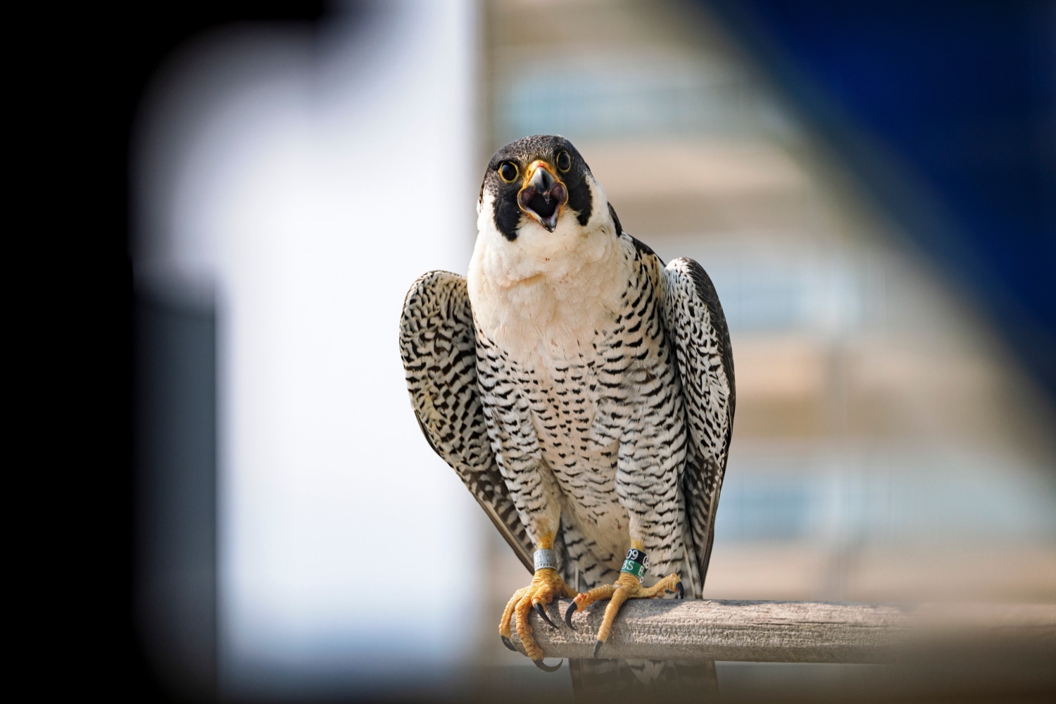 Female 09/BS peregrine falcon watches for her babies to be returned outside the Rachel Carson State Office Building on Wednesday, June 7, 2023. Banding the falcons allows biologists and birdwatchers from all over the continent to track the birds and help us learn more about where they travel, how long theyve lived, and whether they'll establish new nests in other places. Falcons born on the ledge at the Rachel Carson building have been tracked to locations from Florida all the way to Canada.<br><a href="https://filesource.amperwave.net/commonwealthofpa/photo/23186_DEP_FalconBanding_NK_009.jpg" target="_blank">⇣ Download Photo</a>