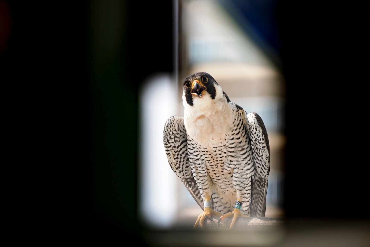 Female 09/BS peregrine falcon watches for her babies to be returned outside the Rachel Carson State Office Building on Wednesday, June 7, 2023. Banding the falcons allows biologists and birdwatchers from all over the continent to track the birds and help us learn more about where they travel, how long theyve lived, and whether they'll establish new nests in other places. Falcons born on the ledge at the Rachel Carson building have been tracked to locations from Florida all the way to Canada.<br><a href="https://filesource.amperwave.net/commonwealthofpa/photo/23186_DEP_FalconBanding_NK_016.jpg" target="_blank">⇣ Download Photo</a>