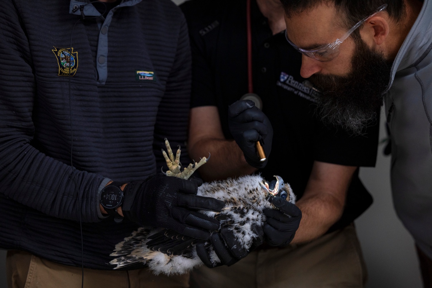 Andrew DiSalvo, Wildlife Veterinarian with the PA Game Commission, looks inside the mouth of one of three peregrine falcon nestlings inside the Rachel Carson State Office Building on Wednesday, June 7, 2023. Banding the falcons allows biologists and birdwatchers from all over the continent to track the birds and help us learn more about where they travel, how long theyve lived, and whether they'll establish new nests in other places. Falcons born on the ledge at the Rachel Carson building have been tracked to locations from Florida all the way to Canada.<br><a href="https://filesource.amperwave.net/commonwealthofpa/photo/23186_DEP_FalconBanding_NK_018.jpg" target="_blank">⇣ Download Photo</a>