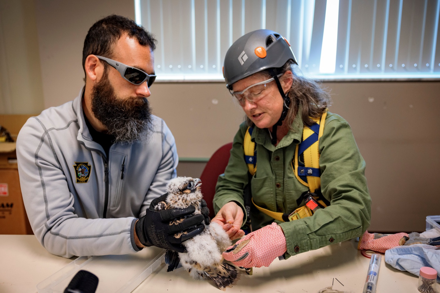 PA Game Commissions Andrew DiSalvo, wildlife veterinarian, left, and Patti Barber, endangered bird specialist, right, band one of three peregrine falcon nestlings inside the Rachel Carson State Office Building on Wednesday, June 7, 2023. Banding the falcons allows biologists and birdwatchers from all over the continent to track the birds and help us learn more about where they travel, how long theyve lived, and whether they'll establish new nests in other places. Falcons born on the ledge at the Rachel Carson building have been tracked to locations from Florida all the way to Canada.<br><a href="https://filesource.amperwave.net/commonwealthofpa/photo/23186_DEP_FalconBanding_NK_020.jpg" target="_blank">⇣ Download Photo</a>