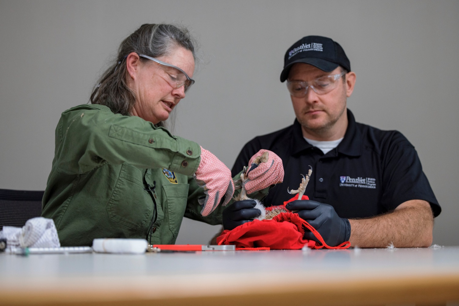 Patti Barber, Endangered Bird Specialist with the PA Game Commission, left, and University of Pennsylvania School of Veterinary Medicines Ian Gereg, wildlife health technician, check the health of a peregrine falcon nestling inside the Rachel Carson State Office Building on Wednesday, June 7, 2023. Banding the falcons allows biologists and birdwatchers from all over the continent to track the birds and help us learn more about where they travel, how long theyve lived, and whether they'll establish new nests in other places. Falcons born on the ledge at the Rachel Carson building have been tracked to locations from Florida all the way to Canada.<br><a href="https://filesource.amperwave.net/commonwealthofpa/photo/23186_DEP_FalconBanding_NK_022.jpg" target="_blank">⇣ Download Photo</a>