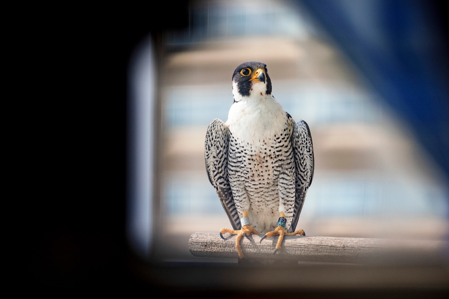 Male 85/AK peregrine falcon watches for his babies to be returned outside the Rachel Carson State Office Building on Wednesday, June 7, 2023. Banding the falcons allows biologists and birdwatchers from all over the continent to track the birds and help us learn more about where they travel, how long theyve lived, and whether they'll establish new nests in other places. Falcons born on the ledge at the Rachel Carson building have been tracked to locations from Florida all the way to Canada.<br><a href="https://filesource.amperwave.net/commonwealthofpa/photo/23186_DEP_FalconBanding_NK_023.jpg" target="_blank">⇣ Download Photo</a>