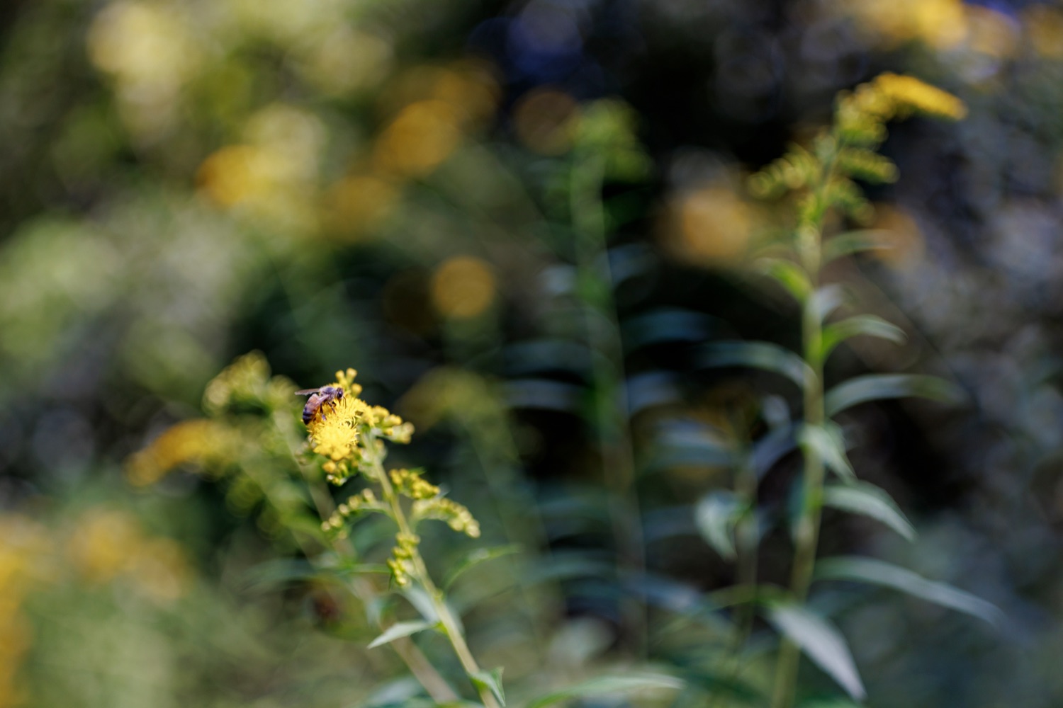 A pollinator is pictured on native Goldenrod during a tour at Ambler Field Station where Temple University is conducting invasive species research and management on Friday, September 8, 2023.<br><a href="https://filesource.amperwave.net/commonwealthofpa/photo/23666_AGRIC_Invasive_Species_NK_007.JPG" target="_blank">⇣ Download Photo</a>