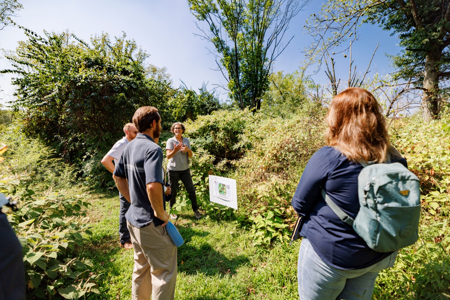 Kathy Salisbury, director of Ambler Arboretum and instructor of Landscape Architecture and Horticulture at Temple University, talks about the invasive mile-a-minute (Persicaria perfoliata) during a tour at Ambler Field Station where Temple University is conducting invasive species research and management on Friday, September 8, 2023.<br><a href="https://filesource.amperwave.net/commonwealthofpa/photo/23666_AGRIC_Invasive_Species_NK_014.JPG" target="_blank">⇣ Download Photo</a>