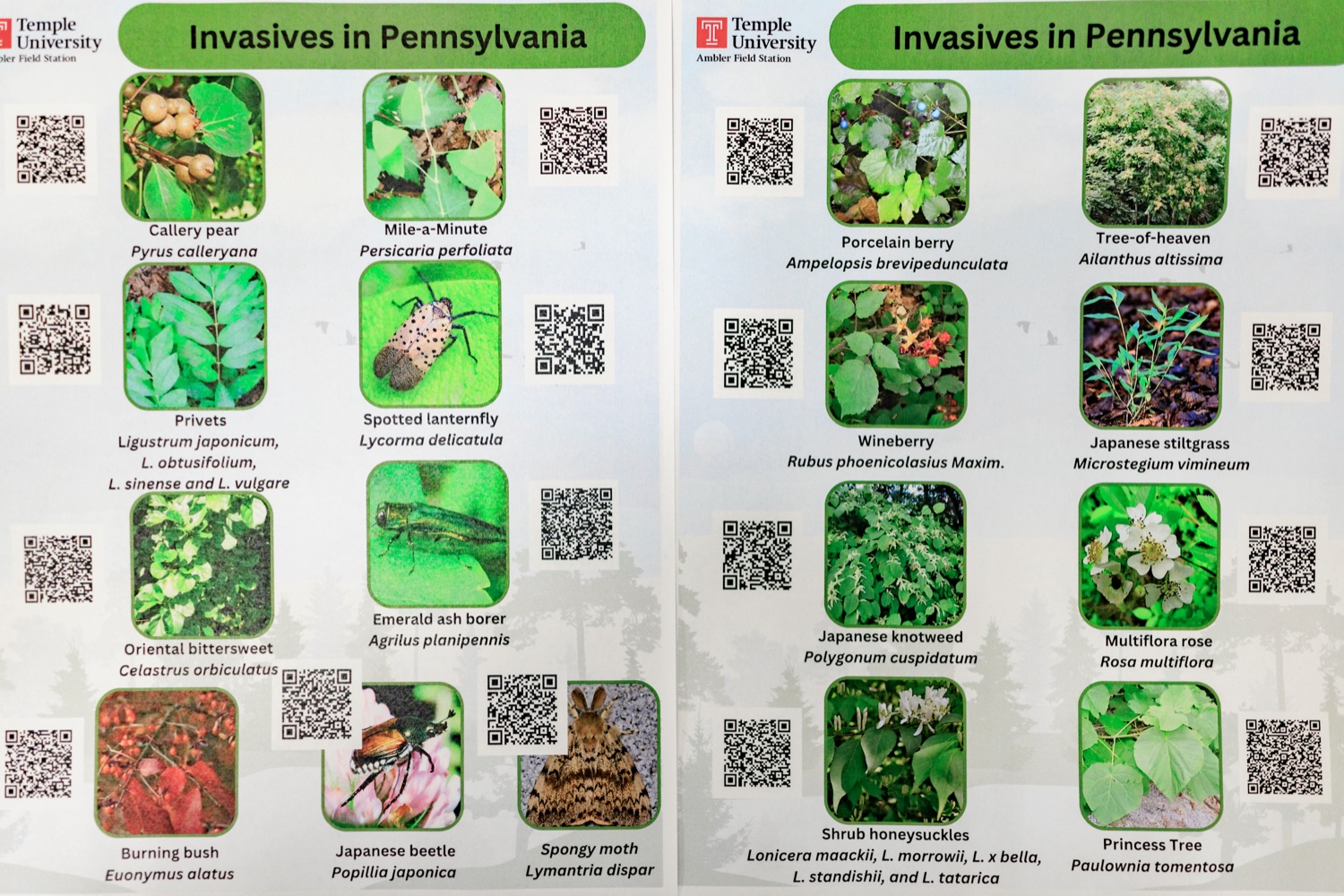 Pennsylvanias invasive species are pictured during a joint hearing with the House Agriculture and Rural Affairs Committee and the Governors Invasive Species Council on invasive species in Pennsylvania at Temple Universitys Ambler Campus on Friday, September 8, 2023.<br><a href="https://filesource.amperwave.net/commonwealthofpa/photo/23666_AGRIC_Invasive_Species_NK_025.JPG" target="_blank">⇣ Download Photo</a>